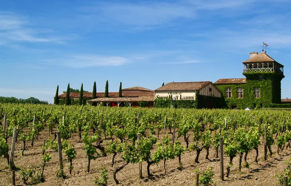 Druivenplantage Wijngaard Met Huis — Stockfoto
