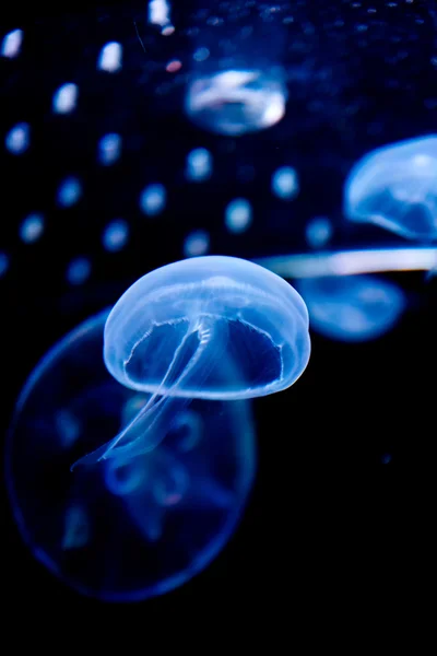 blue jellyfish in dark water