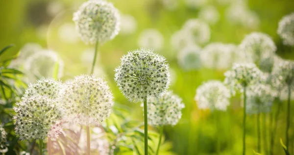 Beautiful White Allium circular globe shaped flowers blow in the wind — Stock Image Beautiful White Allium circular globe shaped flowers blow in the wind Stock Image