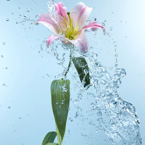 Pink day lily in cool splashing water