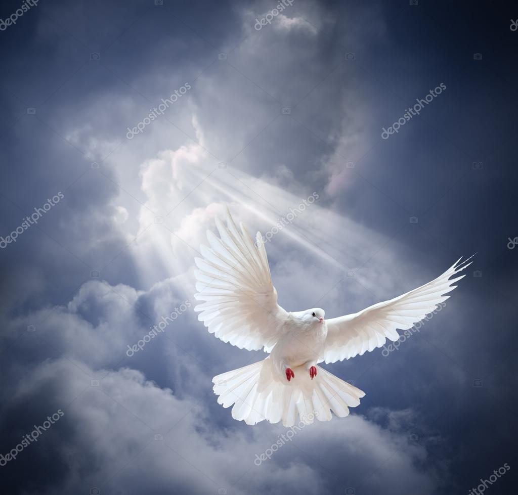 Dove in blue sky Stock Photo by ©Irochka 68503431