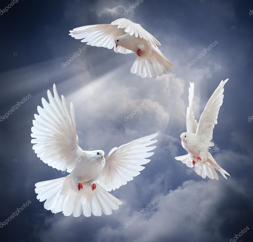 Volar palomas blancas en el cielo — Foto de stock 