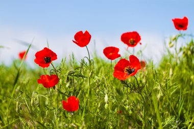 Haşhaş manzara mavi gökyüzü ile