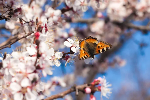 Butterfly closeup on a white apricot flowers — Stock Photo, Image