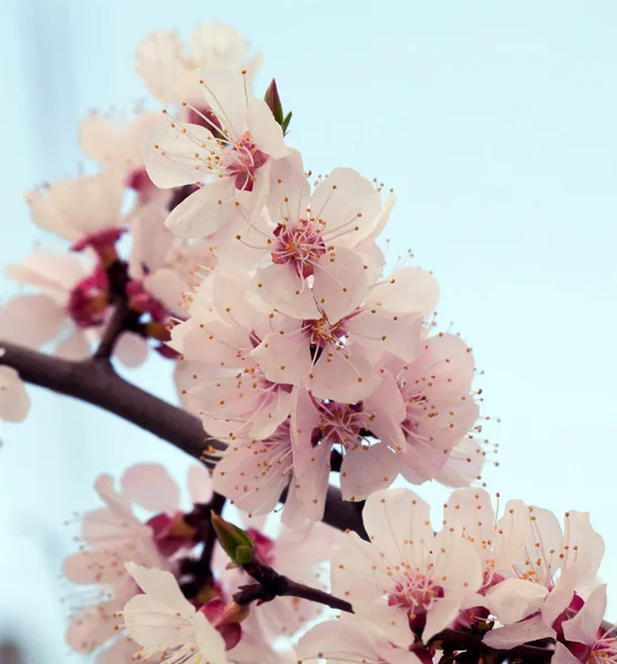 Branches of a white flowering apricots with a sunlight — Stock Photo, Image