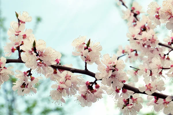 햇빛 이 있는 하얀 꽃이 피는 살구의 가지들 — 스톡 사진