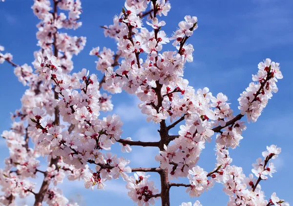 Branches of a white flowering apricots with a sunlight — Stock Photo, Image