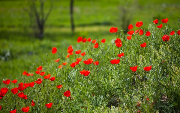 Paysage de pavot sur une herbe verte — Photo