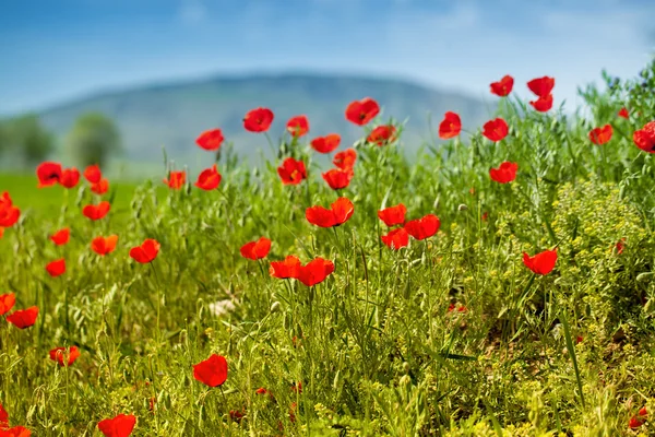 Paisaje amapola con cielo azul — Foto de Stock