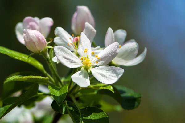 Filialer av en vit blommande aprikoser med solljus Stockfoto