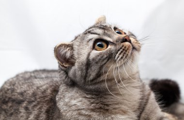 Stüdyo kedi İskoç fold