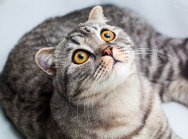 Stüdyo kedi İskoç fold