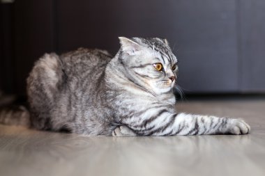 Bir kedi İskoç katında portresi