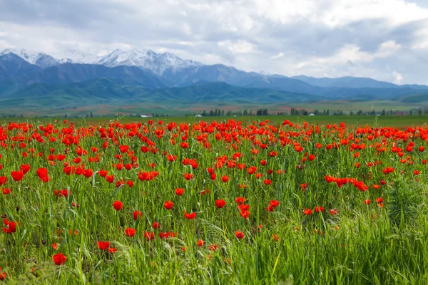 Kırmızı haşhaş dağ manzarası — Stok fotoğraf