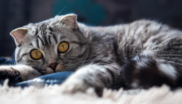 Retrato de un gato en la cama del escocés — Foto de Stock