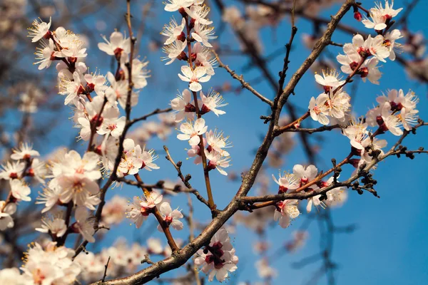 A branch of an apricot on a pure blue sky — Stock Photo, Image