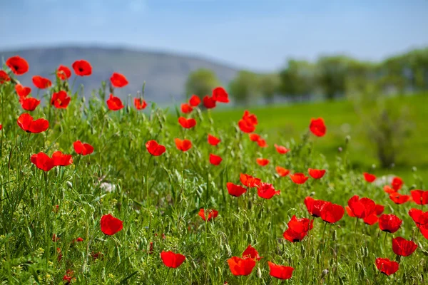 Yeşil çimenlerin üzerinde kırmızı gelincik manzara — Stok fotoğraf
