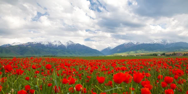 Berglandschaft aus roten Mohnblumen Stockfoto