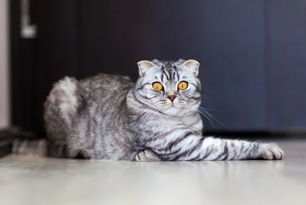 Retrato de um gato no chão do escocês Fotos De Bancos De Imagens Sem Royalties