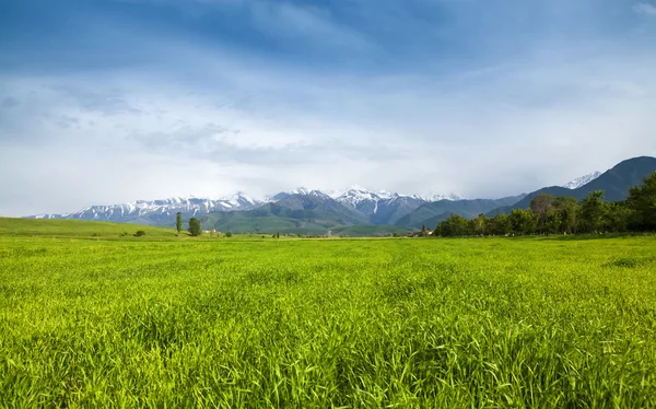 Asien landskap. Kirgizistan, baitik Royaltyfria Stockbilder