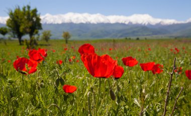 Dağlarda haşhaş peyzaj