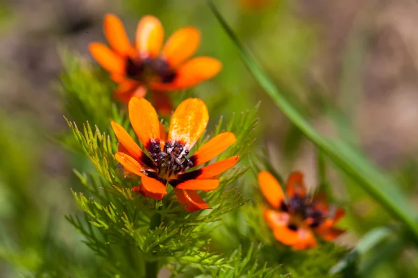 3 개의 아름 다운 주황색 꽃 — 스톡 사진
