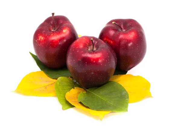 Üç elma izole yapraklarda — Stok fotoğraf