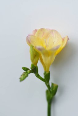 Yumuşak bahar sarı çiçekleri, kapat manzarayı