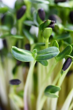Filizlenmiş ayçiçeği filizleri. mikroyeşiller