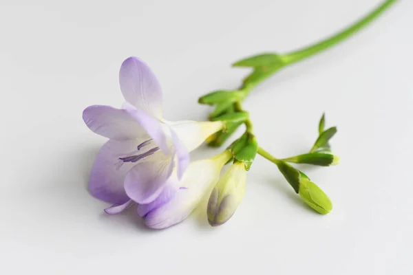 Teneri Fiori Primaverili Sulla Superficie Bianca — Foto Stock