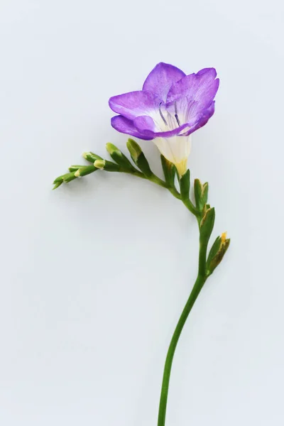 Ніжні Весняні Квіти Білій Поверхні — стокове фото