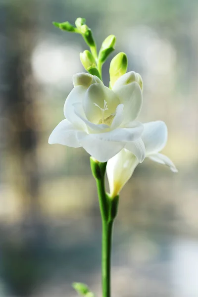Ніжні Весняні Білі Квіти Крупним Планом — стокове фото