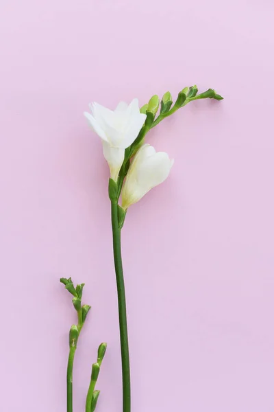 Тендер Весной Fresia Цветы Закрыть Вид — стоковое фото