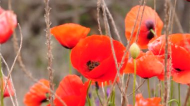 Alan, çayır çiçekler üzerinde kırmızı haşhaş
