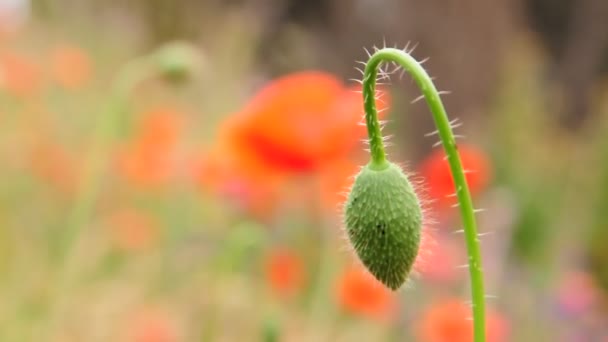 Red Poppies on the Field, Flowers on Meadow — Stock Video