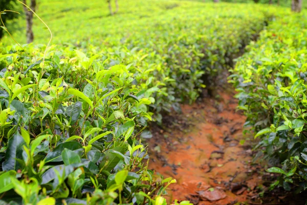 Plantacja herbaty w Sri Lance — Zdjęcie stockowe