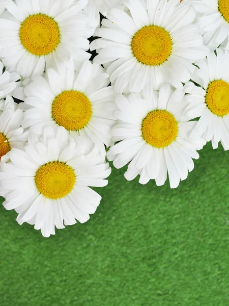 Vedere Sus Gramada Margarete Albe Fundal Verde — Fotografie de stoc gratuită