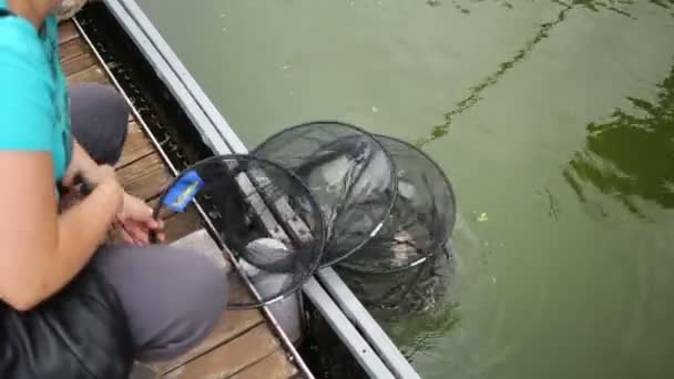 Fisherman pulls out  keepnet — Stock Video