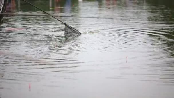 Pescador é pego peixe — Vídeo de Stock