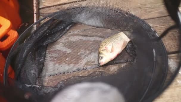 Petits poissons dans le filet — Video