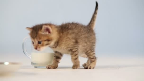 Gattino camminare vicino tazza di latte — Video Stock