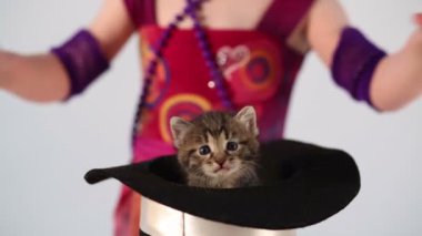 küçük yavru kedi kız