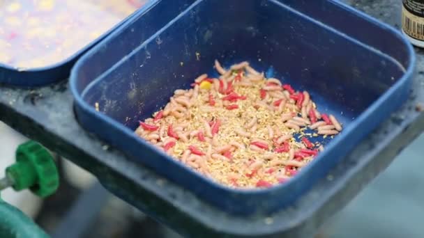 Box filled bait fish and sawdust — Stock Video