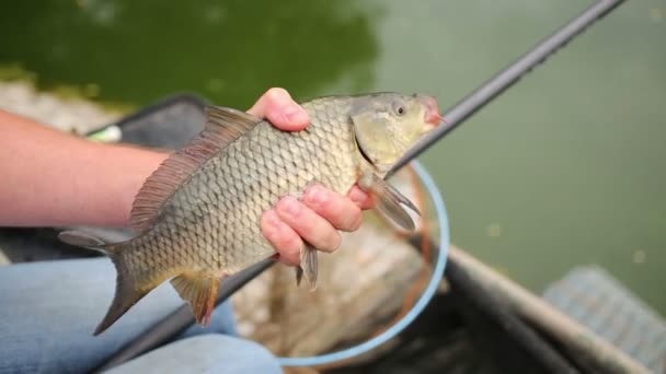 Pescador segurando grande crucian — Vídeo de Stock