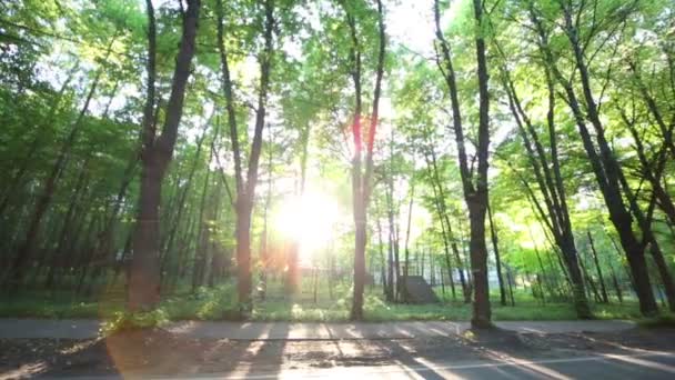 Trees in park on summer day — Stock Video