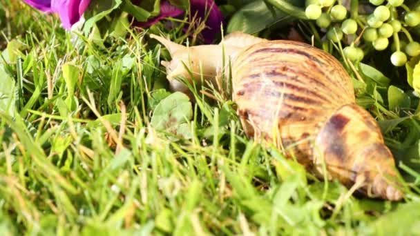 Grande caracol rasteja lentamente — Vídeo de Stock