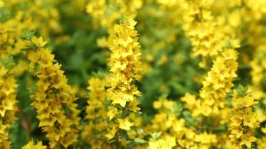 Flowerbed sallanan içinde sarı çiçek
