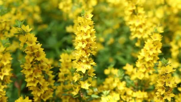 Flores amarillas en macizo de flores balanceándose — Vídeos de Stock