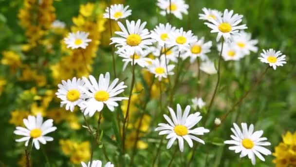 Marguerites oscillant dans le vent — Video