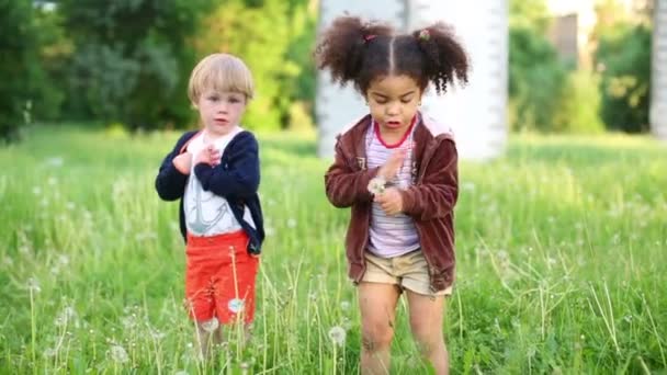 Childre scheurt weg paardebloemen — Stockvideo